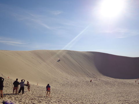 Port Stephens Day Tour With Dolphin Watching, Sandboarding & Australian Wildlife - Accommodation ACT 21