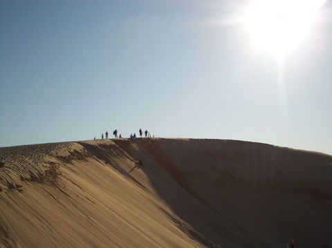 Port Stephens Day Tour With Dolphin Watching, Sandboarding & Australian Wildlife - Accommodation ACT 14