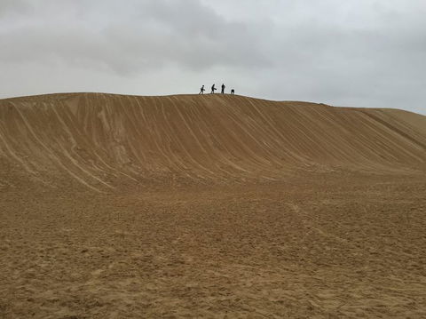 Port Stephens Day Tour With Dolphin Watching, Sandboarding & Australian Wildlife - Accommodation ACT 13