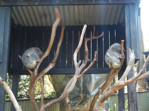 Port Stephens Day Tour With Dolphin Watching, Sandboarding & Australian Wildlife - Accommodation ACT 6