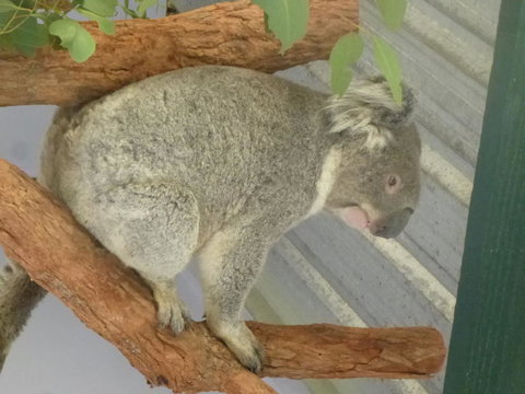 Blue Mountains Day Trip From Sydney Including Scenic World - Accommodation ACT 3