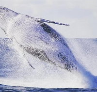 Whale Watching Sailing Experience in Sydney - Accommodation ACT