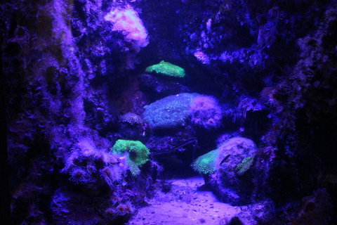 SEA LIFE Sydney Aquarium Entrance Ticket - Accommodation ACT 8