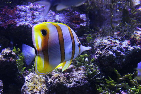 SEA LIFE Sydney Aquarium Entrance Ticket - Accommodation ACT 7