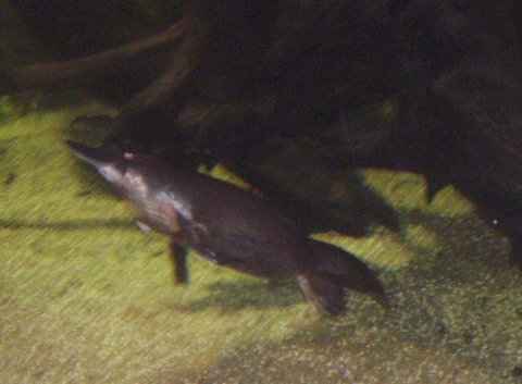 SEA LIFE Sydney Aquarium Entrance Ticket - Accommodation ACT 18