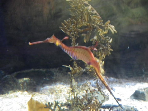 SEA LIFE Sydney Aquarium Entrance Ticket - Accommodation ACT 12