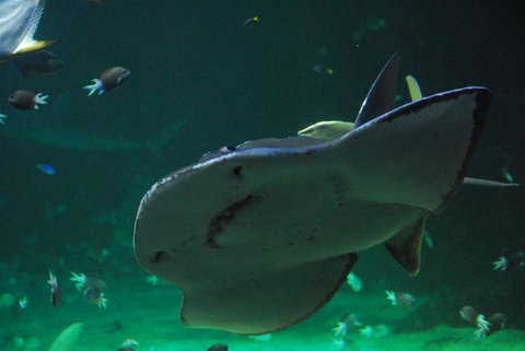 SEA LIFE Sydney Aquarium Entrance Ticket - Accommodation ACT 20