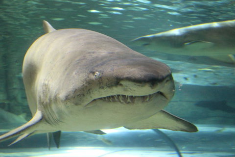 SEA LIFE Sydney Aquarium Entrance Ticket - Accommodation ACT 5