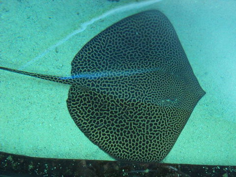 SEA LIFE Sydney Aquarium Entrance Ticket - Accommodation ACT 16