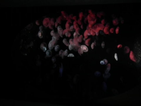 SEA LIFE Sydney Aquarium Entrance Ticket - Accommodation ACT 11