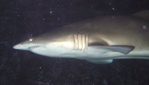 SEA LIFE Sydney Aquarium Entrance Ticket - Accommodation ACT 19