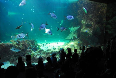SEA LIFE Sydney Aquarium Entrance Ticket - Accommodation ACT 21