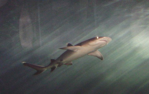 SEA LIFE Sydney Aquarium Entrance Ticket - Accommodation ACT 17