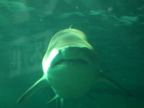 SEA LIFE Sydney Aquarium Entrance Ticket - Accommodation ACT 13