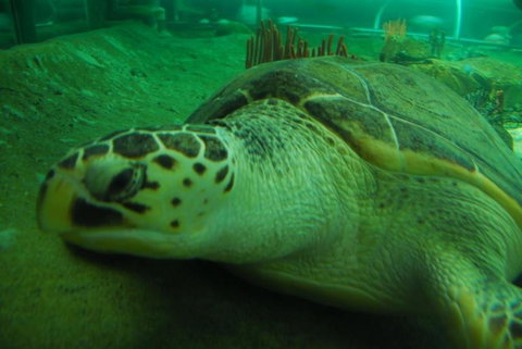 SEA LIFE Sydney Aquarium Entrance Ticket - Accommodation ACT 25