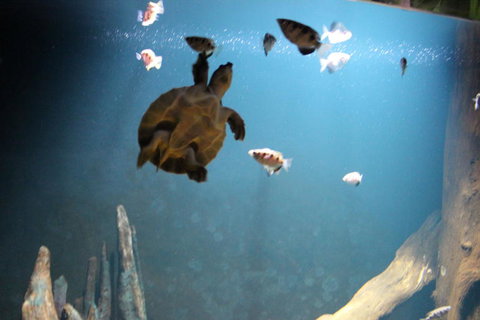 SEA LIFE Sydney Aquarium Entrance Ticket - Accommodation ACT 4