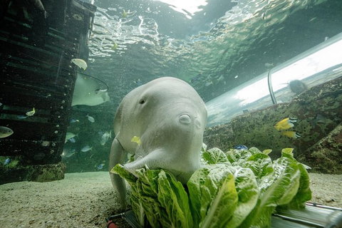 SEA LIFE Sydney Aquarium Entrance Ticket - Accommodation ACT 34