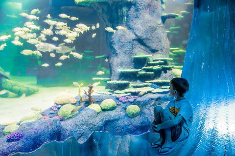 SEA LIFE Sydney Aquarium Entrance Ticket - Accommodation ACT 28