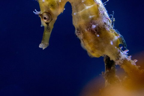 SEA LIFE Sydney Aquarium Entrance Ticket - Accommodation ACT 27