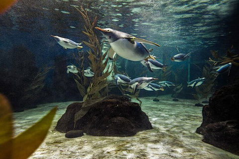 SEA LIFE Sydney Aquarium Entrance Ticket - Accommodation ACT 29