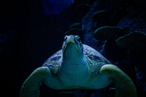 SEA LIFE Sydney Aquarium Entrance Ticket - Accommodation ACT 33