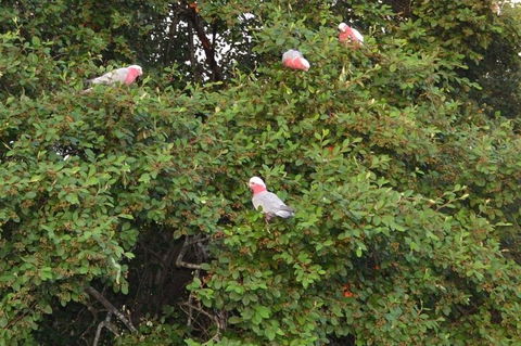 Wild Australian Wildlife 4WD Tour From Sydney - Accommodation ACT 13