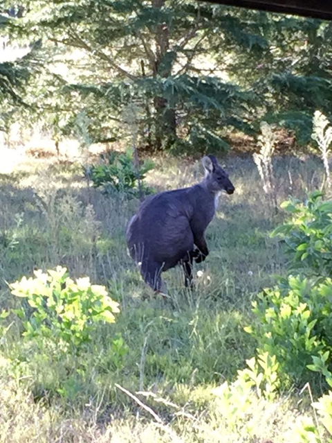 Wild Australian Wildlife 4WD Tour From Sydney - Accommodation ACT 9