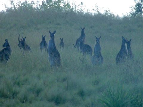 Wild Australian Wildlife 4WD Tour From Sydney - Accommodation ACT 12
