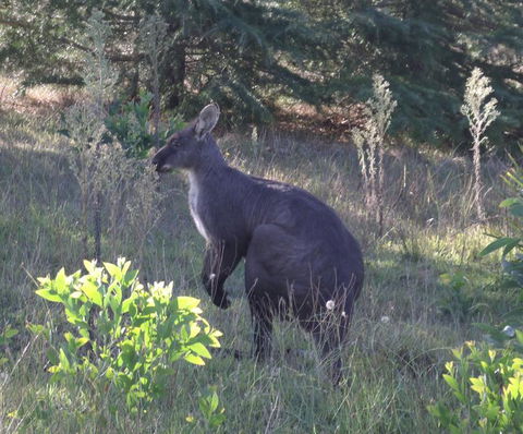 Wild Australian Wildlife 4WD Tour From Sydney - Accommodation ACT 11