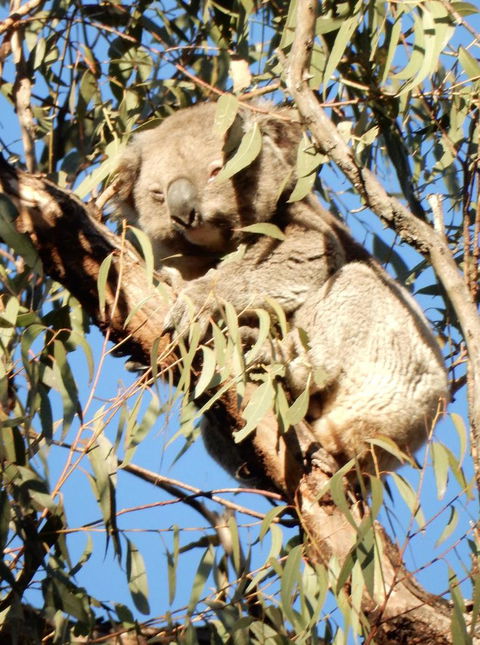 Wild Australian Wildlife 4WD Tour From Sydney - Accommodation ACT 4
