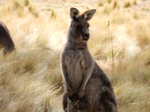 Wild Australian Wildlife 4WD Tour From Sydney - Accommodation ACT 7