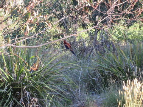 Wild Australian Wildlife 4WD Tour From Sydney - Accommodation ACT 23