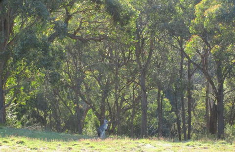 Wild Australian Wildlife 4WD Tour From Sydney - Accommodation ACT 25