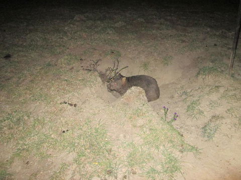 Wild Australian Wildlife 4WD Tour From Sydney - Accommodation ACT 14