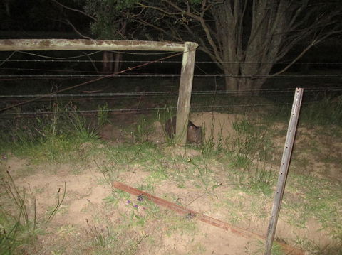 Wild Australian Wildlife 4WD Tour From Sydney - Accommodation ACT 15