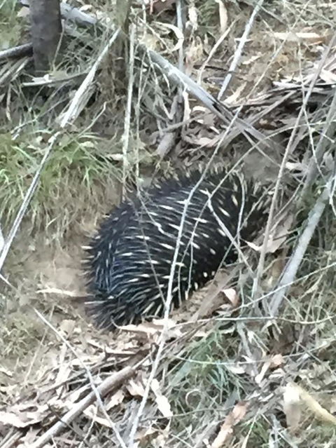 Wild Australian Wildlife 4WD Tour From Sydney - Accommodation ACT 10