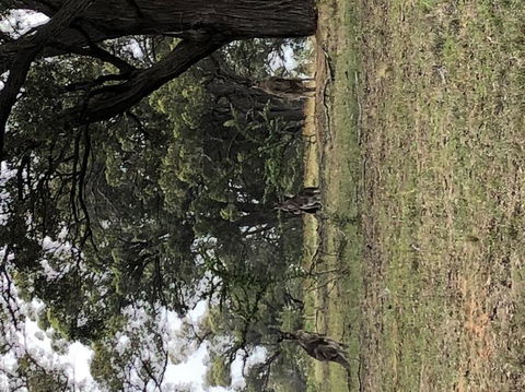 Wild Australian Wildlife 4WD Tour From Sydney - Accommodation ACT 3