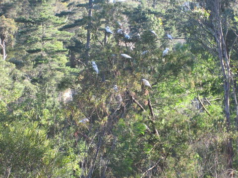 Wild Australian Wildlife 4WD Tour From Sydney - Accommodation ACT 24