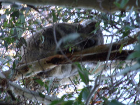 Wild Australian Wildlife 4WD Tour From Sydney - Accommodation ACT 8