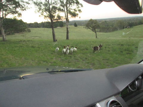 Wild Australian Wildlife 4WD Tour From Sydney - Accommodation ACT 16