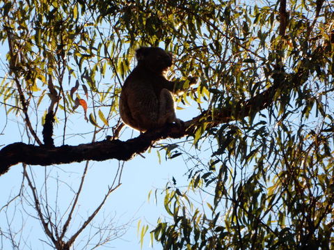 Wild Australian Wildlife 4WD Tour From Sydney - Accommodation ACT 6