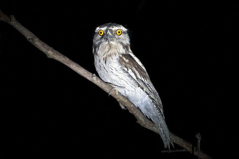 Wild Australian Wildlife 4WD Tour From Sydney - Accommodation ACT 34