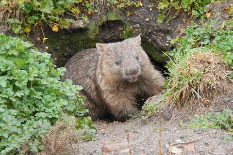 Wild Australian Wildlife 4WD Tour From Sydney - Accommodation ACT 27
