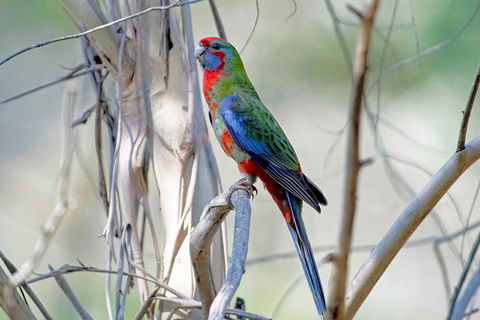 Wild Australian Wildlife 4WD Tour From Sydney - Accommodation ACT 32