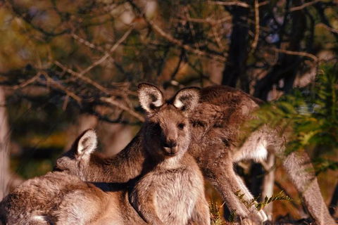 Wild Australian Wildlife 4WD Tour From Sydney - Accommodation ACT 33