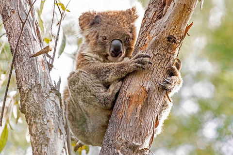 Wild Australian Wildlife 4WD Tour From Sydney - Accommodation ACT 28