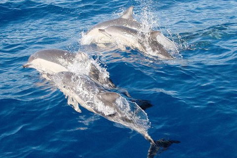 Port Stephens Day Tour From Sydney Including 4WD, Sandboarding And Dolphins - Accommodation ACT 0