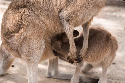 Hunter Valley Wine And Wildlife Reserve Tour From Sydney - Accommodation ACT 4