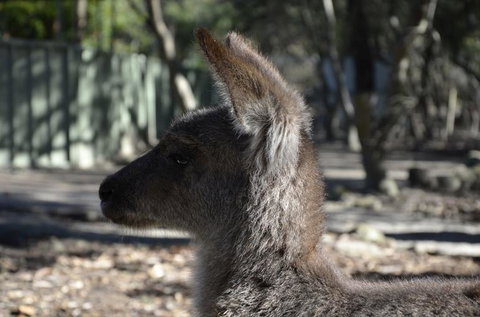 Hunter Valley Wine And Wildlife Tour From Sydney With Walkabout Wildlife Park - Accommodation ACT 4