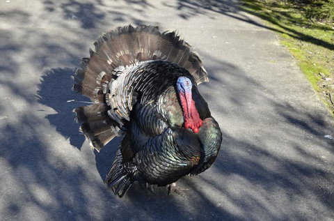 Hunter Valley Wine And Wildlife Tour From Sydney With Walkabout Wildlife Park - Accommodation ACT 7